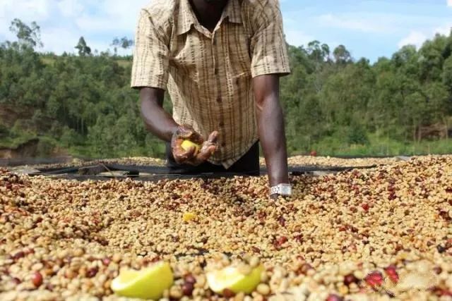Map of Burundi showing coffee regions