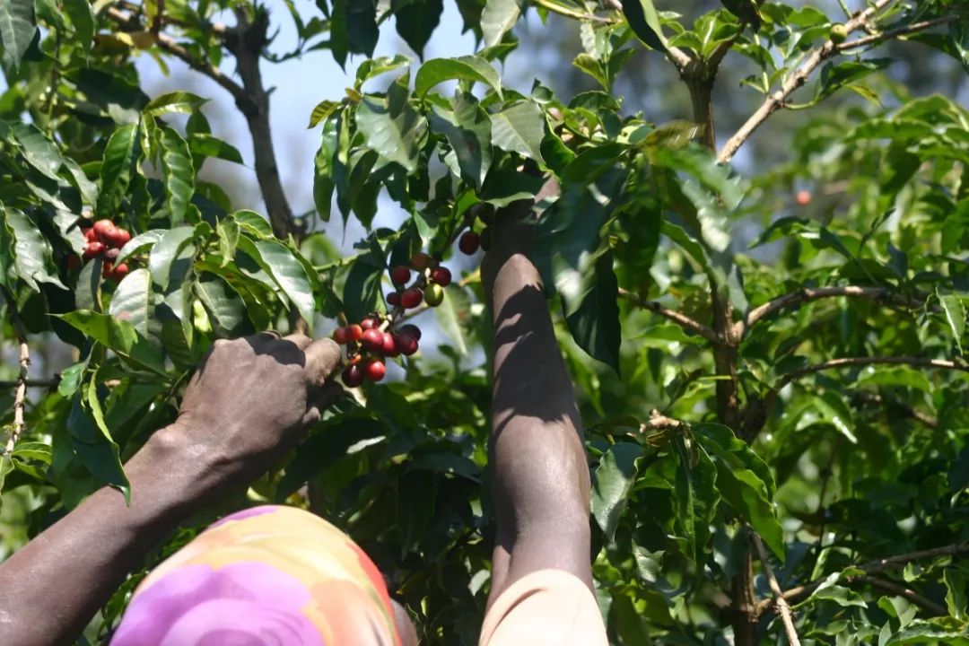 Special Report: Sun-Dried Kenya | Exceptional Value from the Rare Chania Estate Sun-Dried French Mission Bourbon