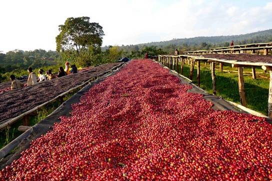 Flavor Characteristics and Story of Sun-Dried Yirgacheffe Red Cherry Project G1 Coffee Beans