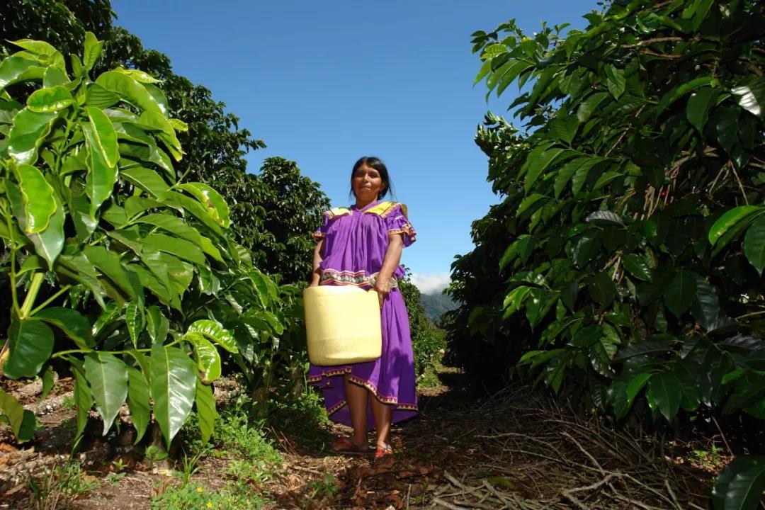 Janson Estate volcanic soil