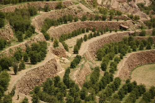 Yemen coffee drying on rooftops