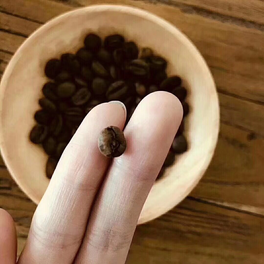 Close-up of Yemen Mattari bean size variation