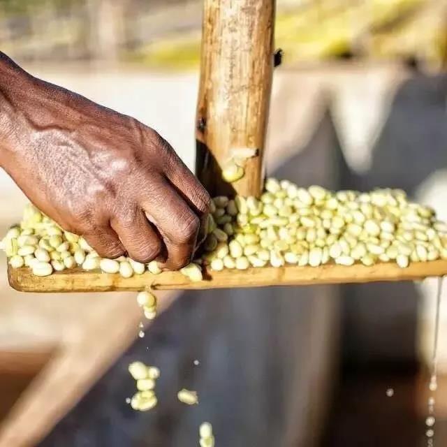 Coffee Beans Drying Under Sunlight in Indonesia