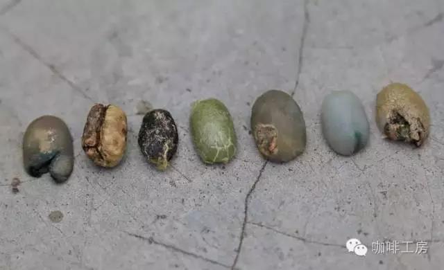 Traditional Coffee Processing in Indonesia