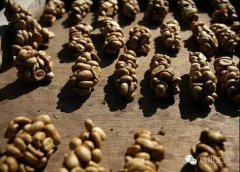 Indonesian Civet Coffee: Flavor Profile, Taste Characteristics, and Story Introduction - Is Civet Coffee Sour or Bitter?