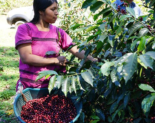 Janson Estate coffee plantation