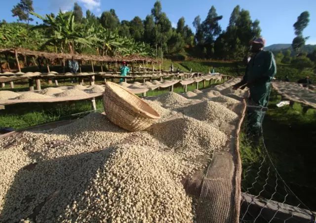 Coffee from Kayanza drying in the sun