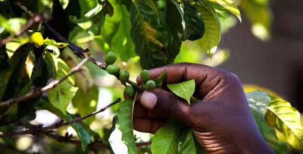 Burundi green coffee beans