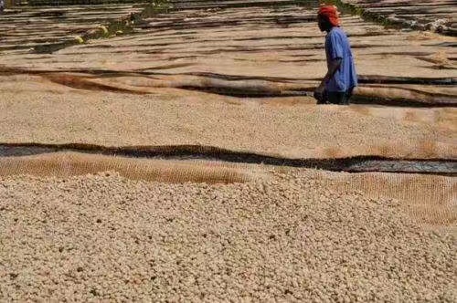 Burundi coffee farmers