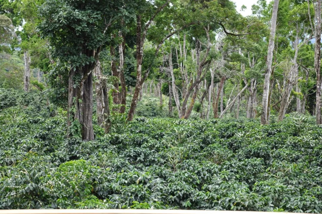 Volcan region landscape