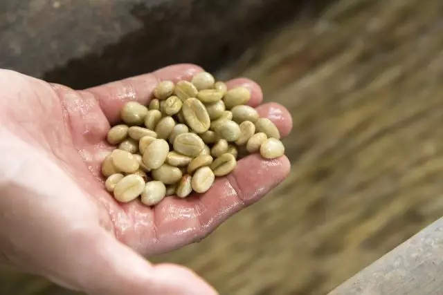 Kuku Kambing Goat Hoof Coffee Beans