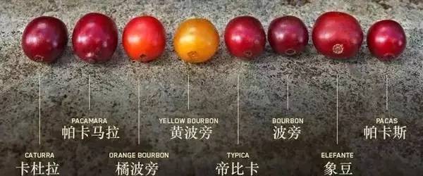Coffee varieties