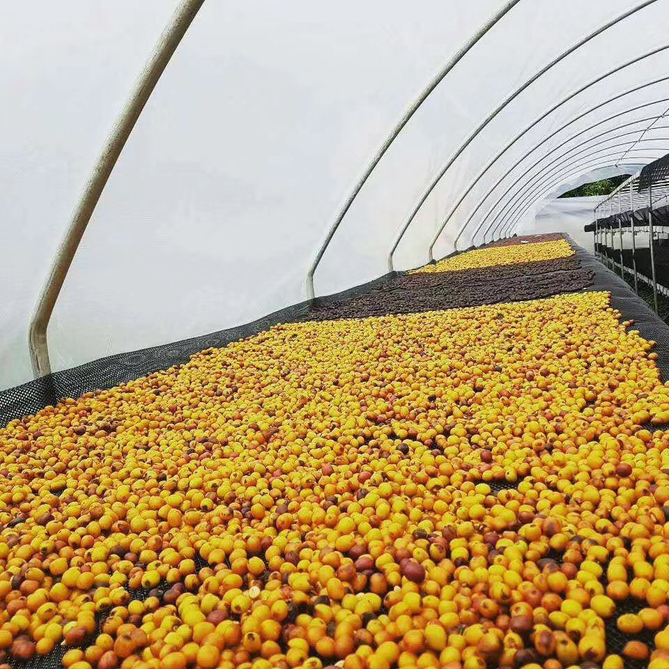 Coffee processing methods