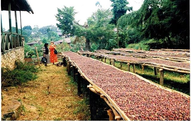 Geisha Village Geisha | The Unique Geisha Village Gesha Village Ethiopia Original Geisha Go
