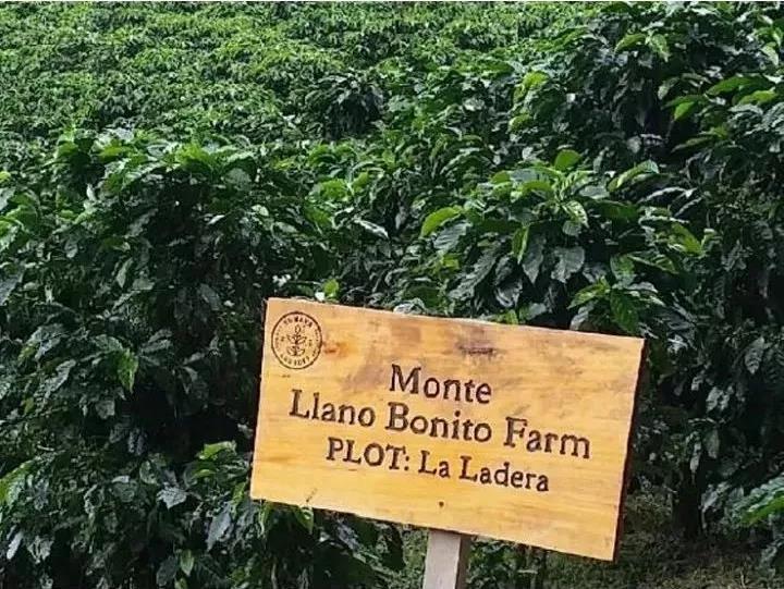 Sumava Estate Coffee Plants