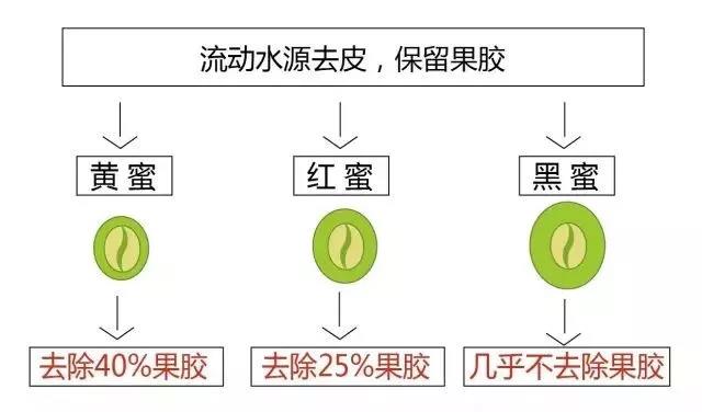 Honey processed coffee beans drying
