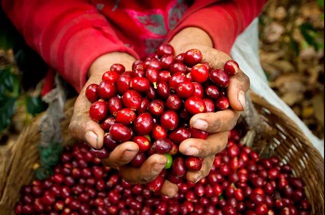 Introduction to Brazilian Red Bourbon Coffee Beans | The Past and Present of the Red Bourbon Coffee Bean Family