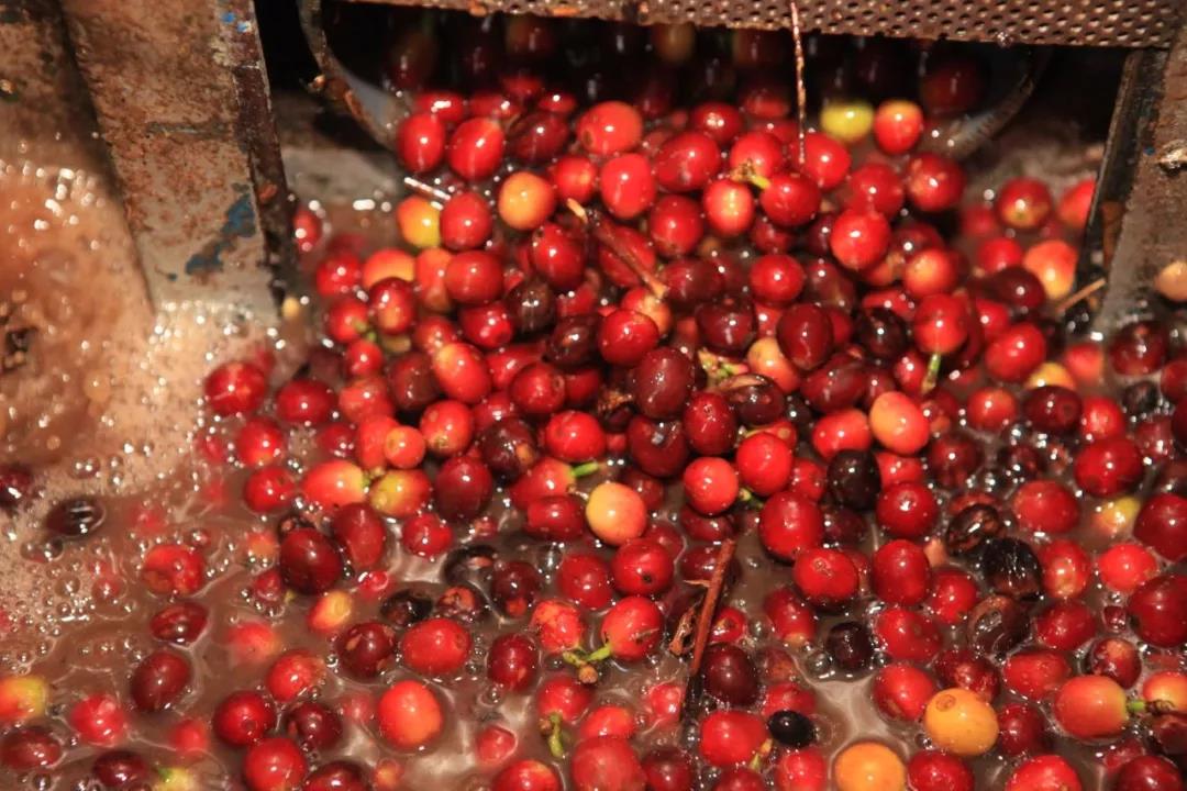 Sigri Estate Coffee Growing Environment