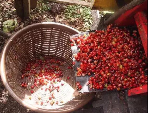 San Juan Cito Estate