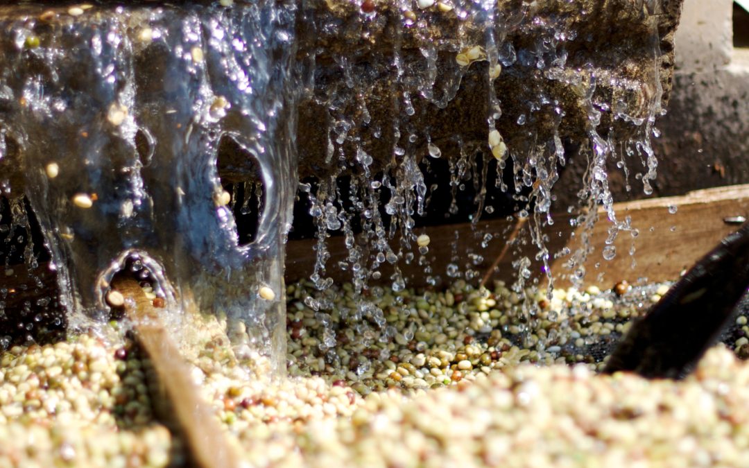 Grade 1 Ethiopian Coffee Beans