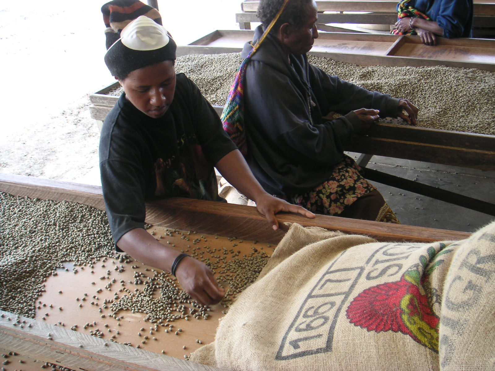 Papua New Guinea Coffee Harvest