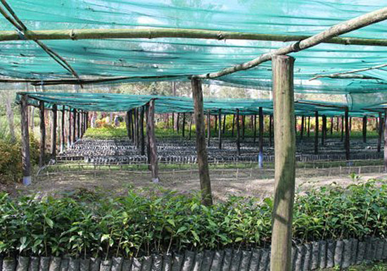 Sigri Paradise Bird Estate Coffee Processing