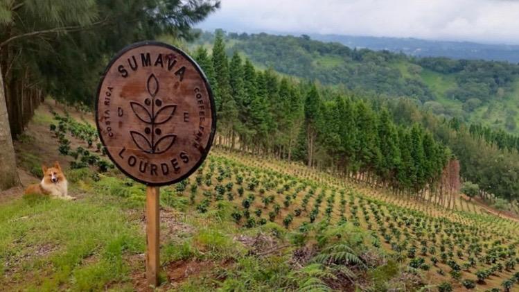 Costa Rica Sumava Estate Black Honey Coffee