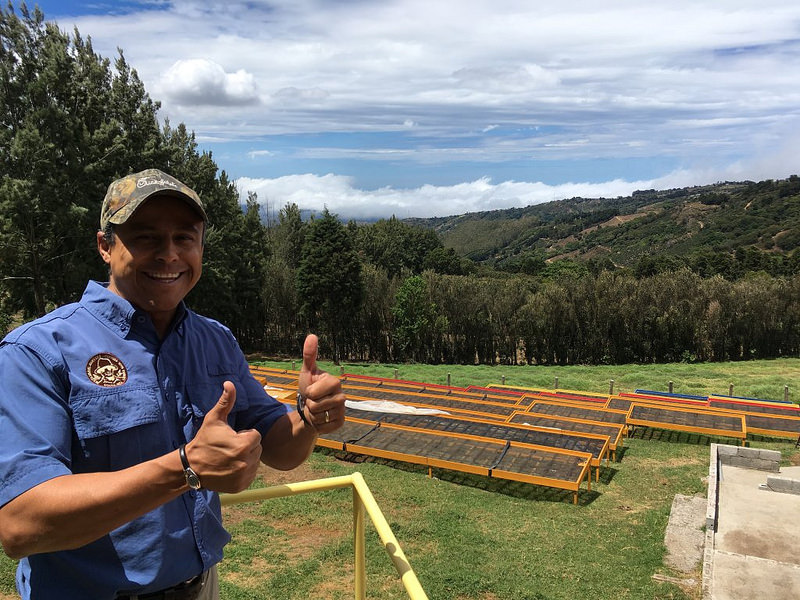 Sumava Estate Coffee Plants