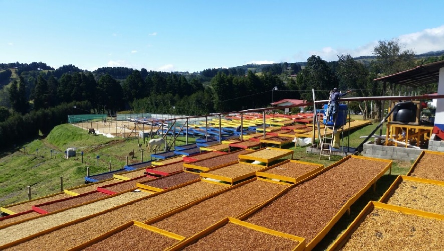 Champion Estate Area