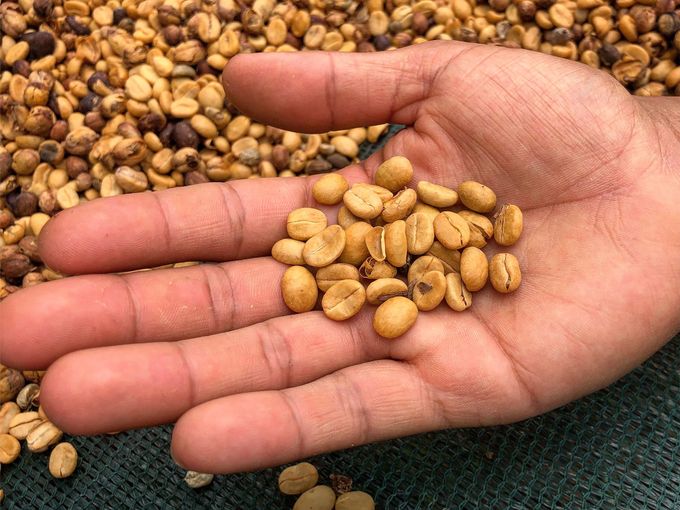 Natural processed coffee beans drying