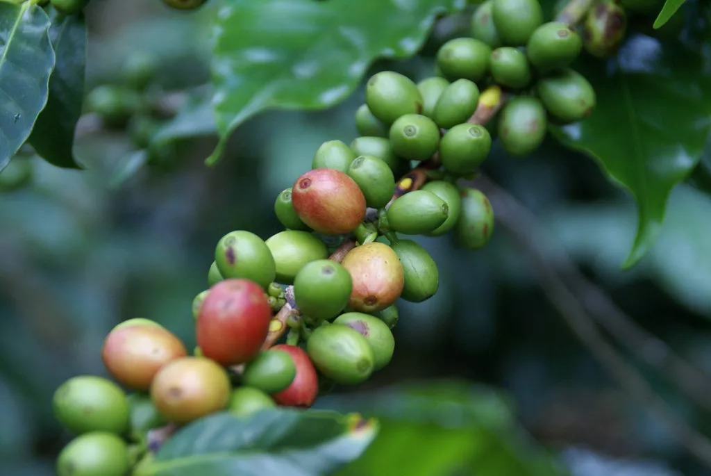 Pacamara Beans