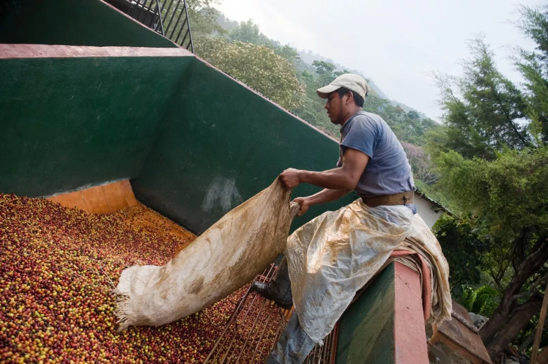 Coffee Growing Regions