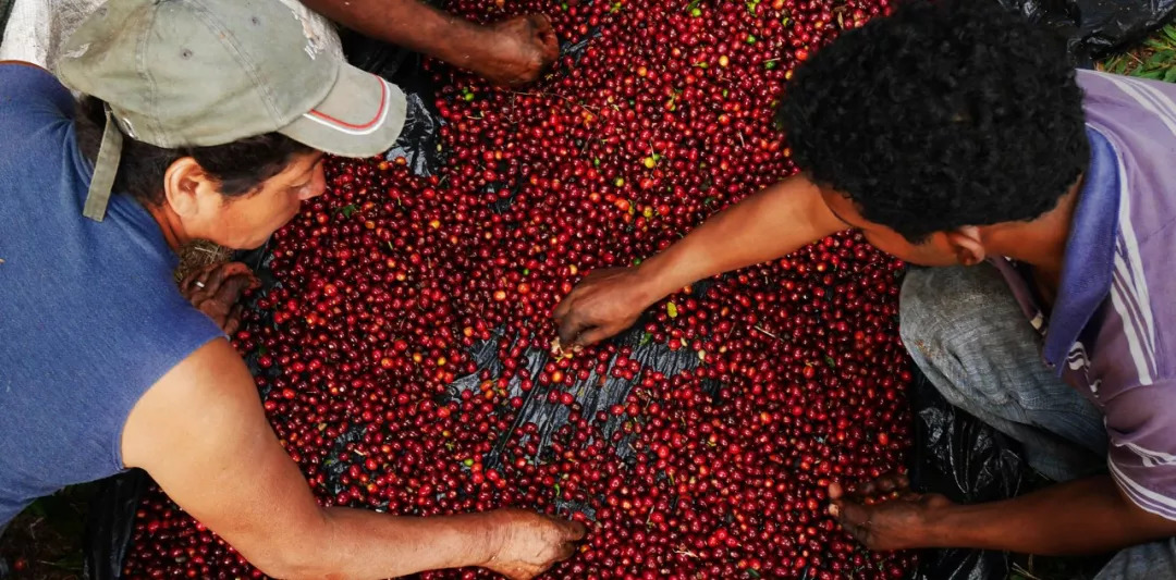 Coffee Organizations