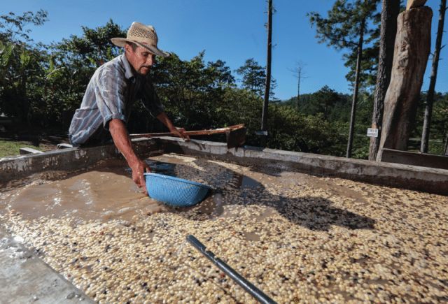 Honduras coffee beans flavor profile