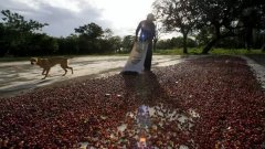 Century-Old Elida Estate - Natural Process Typica Specialty Coffee Flavor Profile and Brewing Parameters