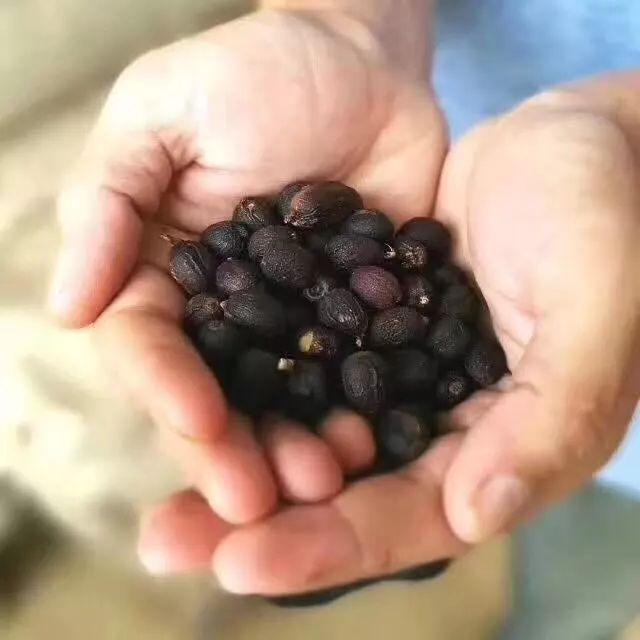 Traditional Natural Process: Savoring the Ancient Mocha Flavor of Mattari - Reborn from Conflict