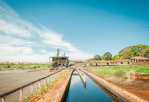 Coffee harvesting at California Farm