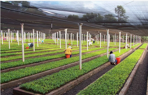 Coffee processing and quality control