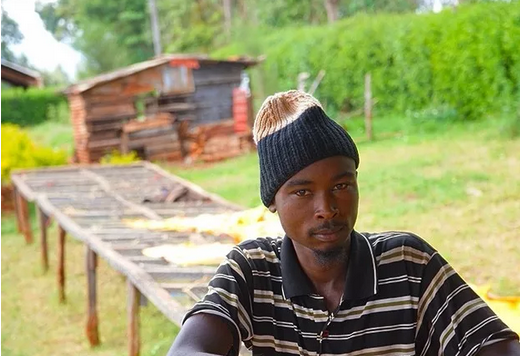 Coffee beans from Windrush Estate