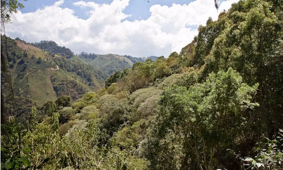 Juan de la Cerda Colom