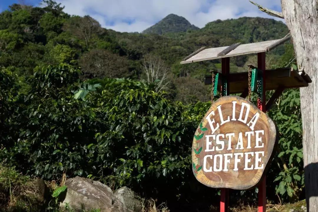 Elida Natural Typica coffee beans