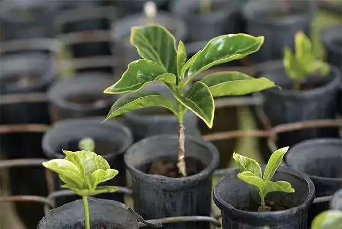 Coffee processing facilities at Elida Estate