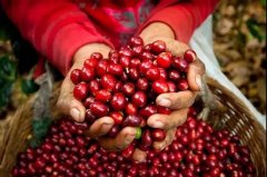 Three Major Types of Arabica Coffee Beans - History, Flavor Characteristics, and Taste Differences Between Typica and Bourbon Varieties