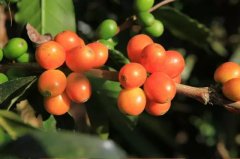 Characteristics of Red Bourbon Coffee and Yellow Bourbon Coffee_The Eye-Catching Pink Bourbon Coffee