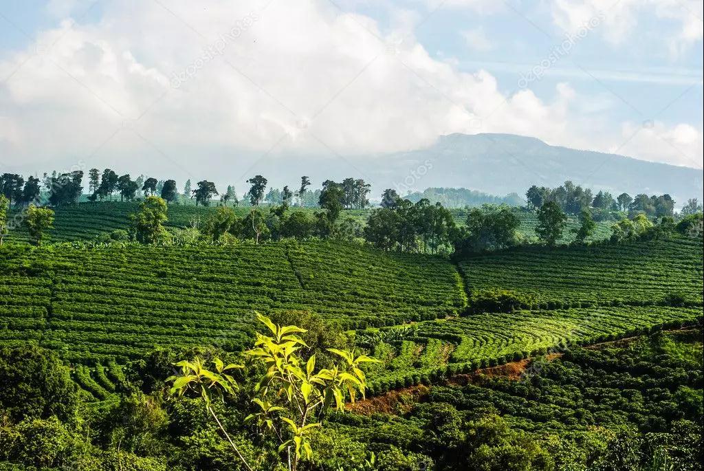 Costa Rica coffee landscape