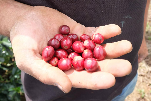 Costa Rica coffee processing