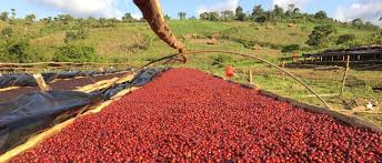 Ethiopia Yirgacheffe Gedeb Washed G1 Coffee Beans