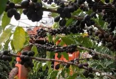Coffee Processing Methods | Tree-Drying Process | Introduction to Tree-Dried Coffee Flavors and Characteristics