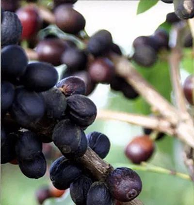 Coffee cherries drying on tree branches