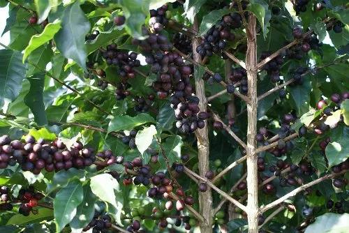 Tree-dried coffee beans
